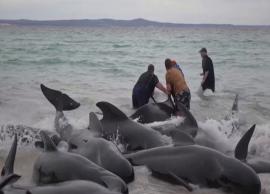 செயின்ஸ் கடற்கரையில் கரை ஒதுங்கிய பைலட் திமிங்கலங்கள்