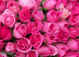 ரோஜாப்பூக்களில் நிறைந்துள்ள மருத்துவ குணங்கள் பற்றி தெரிந்து கொள்வோம்