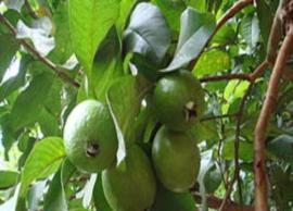 நீரிழிவு நோயாளிகள் எந்த பழங்களை சாப்பிடலாம்? எப்போது சாப்பிடலாம்