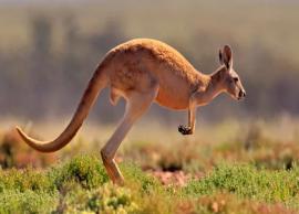 ஆஸ்திரேலியாவின் கலாச்சாரத்தையே இரசிக்க வைக்கும் சுற்றுலா தலம்