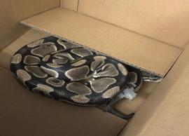 உரிமையாளரிடம் இருந்து தப்பிச் சென்ற மலைப்பாம்பு உயிரிழந்தது