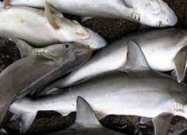 சுவையான முறையில் சுறா புட்டு செய்வது எப்படி என்று தெரிந்து கொள்வோம்