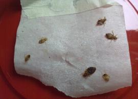 பிரான்ஸில் பள்ளி, கல்லூரிகளுக்கு விடுமுறை விட்டது அரசு: ஏன் தெரியுங்களா?