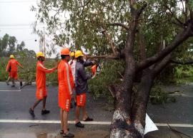 சீர்காழியில் பலத்தகாற்றால் மரங்கள், மின்கம்பங்கள் முறிந்து விழுந்தன