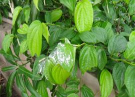 ஐஸ்வர்யம் நிறைந்திருக்க வீட்டில் வெற்றிலை கொடியை வளர்க்கலாம் 