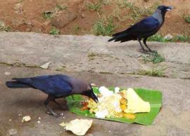 பறவைகளுக்கு உணவு அளிப்பதால் கிடைக்கும் நன்மைகள்