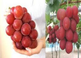 உலகின் மிகப்பெரிய திராட்சைப்பழங்கள் ரூ.10 லட்சத்திற்கு விற்பனை