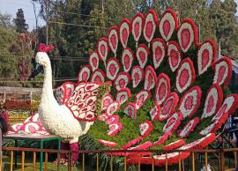 உதகையில் கோடை விழாவை ஒட்டி மலர் கண்காட்சி தொடக்கம்