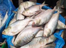 இந்தியாவுக்கு ஹில்சா வகை மீன்களை அனுப்ப வர்த்தகர்களுக்கு வங்கதேச அரசு அனுமதி