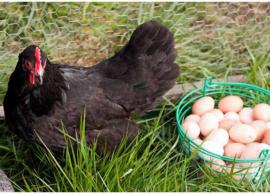 அப்பாடா விடை கிடைச்சிடுச்சுய்யா... கிடைச்சிடுச்சு; கோழிதான் பர்ஸ்டாம், முட்டை நெக்ஸ்ட்டாம்