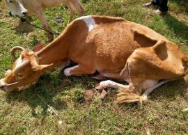 தோல் நோயால் பாதித்து இறக்கும் மாடுகளுக்கு ரூ.50 ஆயிரம் நிவாரணம் கோரி வலியுறுத்தல்