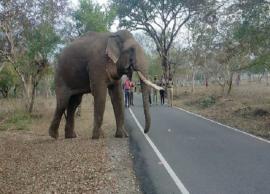 பேருந்தில் ஏற முயலும் காட்டு யானை... இணையத்தில் வைரலாகும் வீடியோ