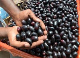 ஆரோக்கியம் அதிகளவு நிறைந்த நாவல் பழத்தால் கிடைக்கும் நன்மைகள்