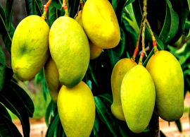 நோய் எதிர்ப்பு சக்திகள் நிறைந்த மாம்பழத்தால் கிடைக்கும் நன்மைகள்