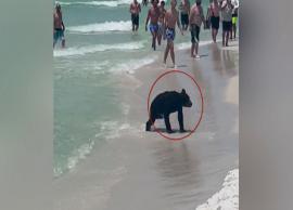 புளோரிடா கடற்கரையில் ஆனந்த குளியல் போட்டு உற்சாகம் அடைந்த கரடி