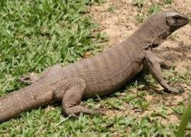 வீட்டிற்குள் புகுந்த உடும்பு: தீயணைப்பு துறையினர் பிடித்தனர்