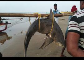 வேதாரண்யம் மீனவர் வலையில் சிக்கிய ராட்சத சுறா