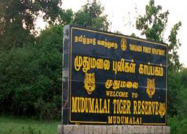 மசினகுடி வனப்பகுதியில் பயங்கர காட்டுத்தீ.