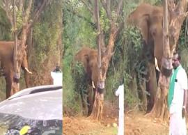 போதையில் யானையை தொந்தரவு செய்த நபரை கைது செய்த வனத்துறை