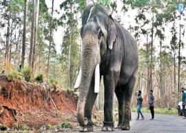 அரிசி கொம்பன் யானையை பிடிக்க கும்கி யானைகள் வருகை