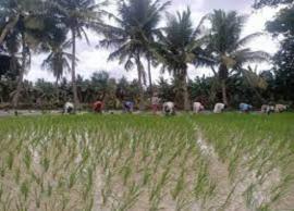 குறுவை பாசனத்திற்கு தண்ணீர் திறப்பு.. நாற்று நடும் பணிகள் மும்முரம்