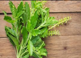 துளசி இலை ஏன் முக்கியமானதென்று உங்களுக்கு தெரியுமா ?