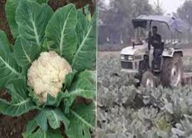 உரிய விலை கிடைக்காததால் காலிஃப்ளவர் செடிகளை அழித்த விவசாயி