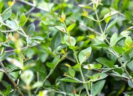 மருதாணி இருந்தால் போதும் மருந்துகளே தேவையில்லை