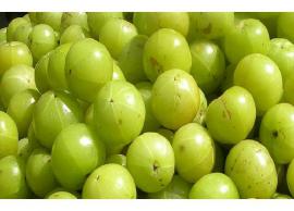 நோய் எதிர்ப்பு சக்தியை பலப்படுத்தி குளிர்கால தொற்றுகள் வராமல் தடுக்கும் நெல்லிக்காய்