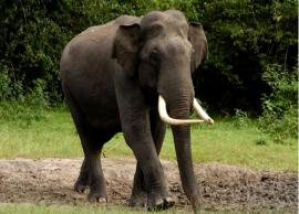 ராஞ்சியில் 144 தடை உத்தரவை பிறப்பிப்பு... காட்டுயானை தாக்குதலால் நடவடிக்கை