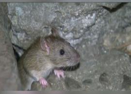 அமெரிக்காவிலுள்ள எலிகளிடம் உருமாறிய மூன்று வகையான கொரோனா வைரஸ்