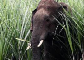 விளைநிலங்களில் புகுந்து அட்டகாசம் செய்யும் காட்டு யானைகளால் மக்கள் அச்சம்