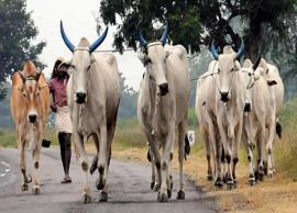 கோடை வெயில் அதிகரிப்பால் கால்நடை வர்த்தகம் வெகுவாக சரிவு