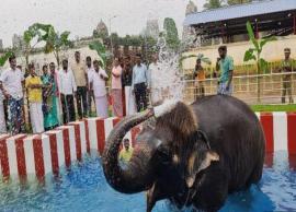 மதுரை கோயில் யானைக்காக நீச்சல் குளம் திறப்பு
