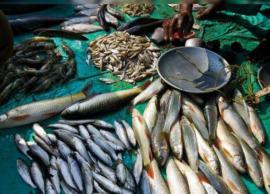 தடைக்காலம் ஆரம்பித்ததால் புதுச்சேரியில் மீன்கள் விலை உயரும் என தகவல்