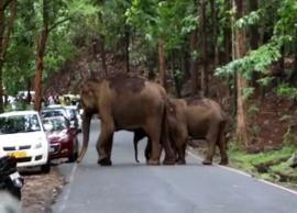 யானைகள் வழித்தடத்தை மறைத்து வாகன நிறுத்தம்... வனத்துறை எச்சரிக்கை