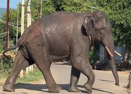 அரிசி கொம்பன் யானை தாக்கிய முதியவர் சிகிச்சை பலனின்றி இறந்தார்