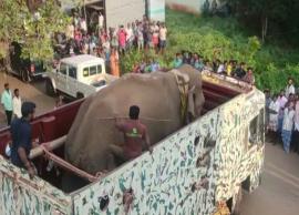 அரிக்கொம்பன் யானை பலத்த பாதுகாப்புடன் முத்துக்குளிக்கு கொண்டு செல்லப்பட்டது