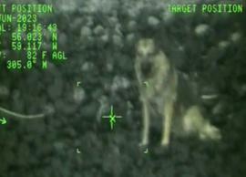 மலை உச்சியிலிருந்து பாறைகள் மீது விழுந்த நாயை மீட்ட கடலோர காவல்படையினர்