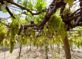 திராட்சை இறக்குமதிக்கு அதிரடியாக தடை விதித்தது ஏமன் அரசு