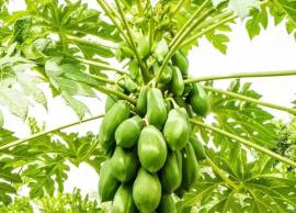 பப்பாளிக்காயில் அடங்கியுள்ள நன்மைகள் பற்றி தெரிந்து கொள்வோம்