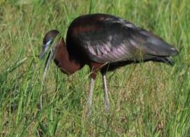 குமரி மாவட்டத்தை நோக்கி வந்துள்ள வெளிநாட்டு பறவைகள்