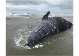 இறந்த திமிங்கிலங்கள் அருகில் செல்ல வேண்டாம்... மக்களுக்கு எச்சரிக்கை