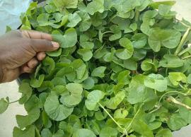 உடலுக்கு ஆரோக்கியம் அளிக்கும் வல்லாரை கீரை தோசை