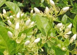 வீட்டில் மல்லிப்பூ செடி இருக்கா... அப்போ இந்த வழிமுறைகள் உங்களுக்காக!!!