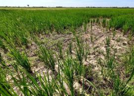 தண்ணீரின்றி திருவாரூர் மாவட்டத்தில் கருகும் நெற்பயிர்: விவசாயிகள் வேதனை