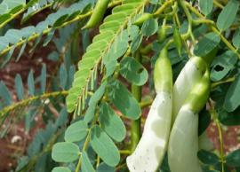 நோய் எதிர்ப்பு சக்தியை அதிகரிக்க செய்யும் அகத்திக்கீரை