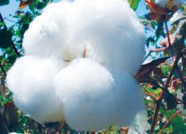 பஞ்சு விலை உயர்வால் திருப்பூரில் தொழில்கள் முடக்கம்... தொழில்துறையினர் கலக்கம்