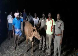 15 அடி ஆழ கிணற்றில் பசுமாடு தவறி விழுந்தது... பெரும் போராட்டத்திற்கு பின் உயிருடன் மீட்பு