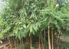 நகருக்கு நடுவே குறுங்காட்டை உருவாக்கி அசத்தியுள்ள திருச்சி மாநகராட்சி